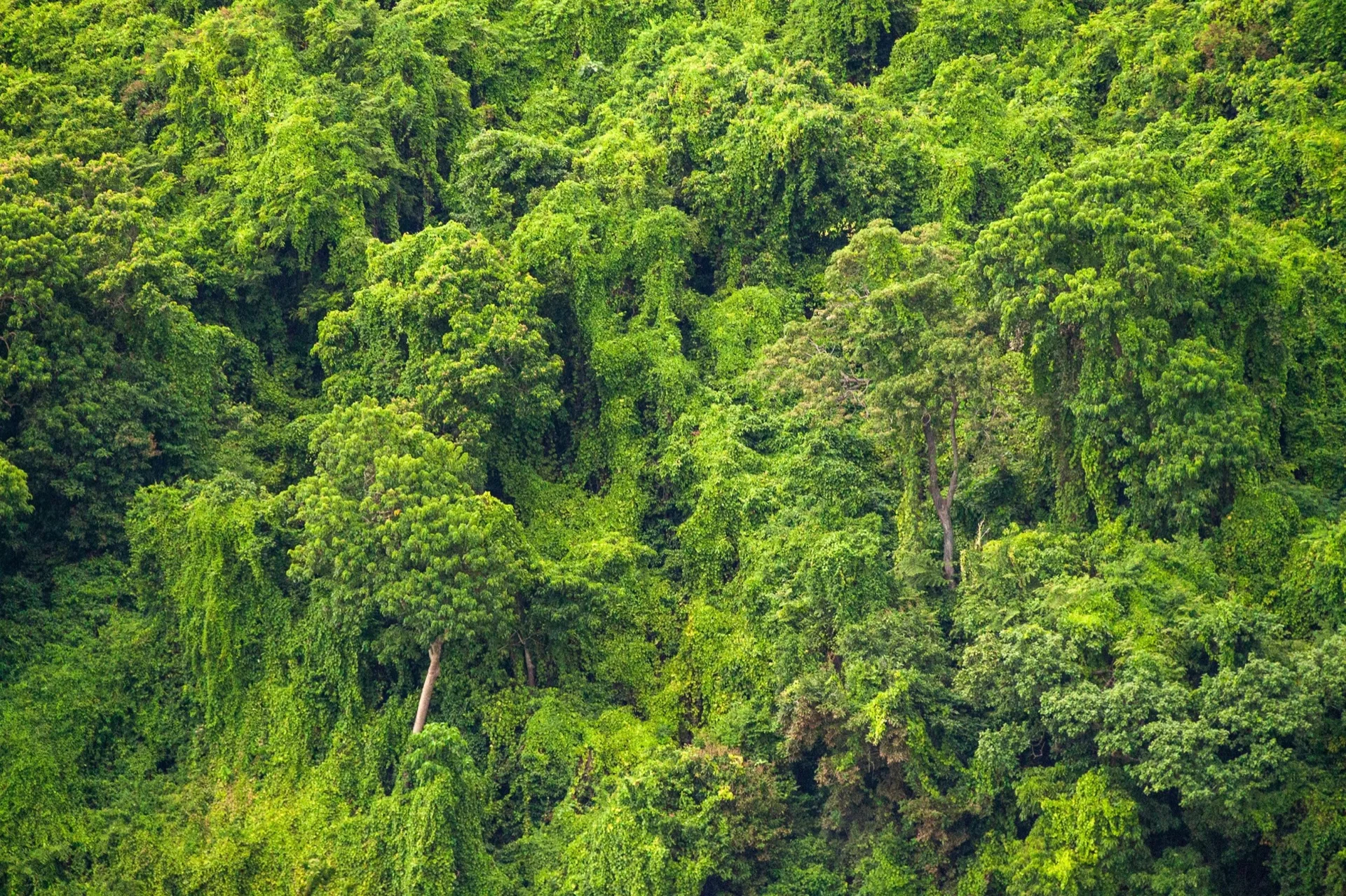 Nature landscape